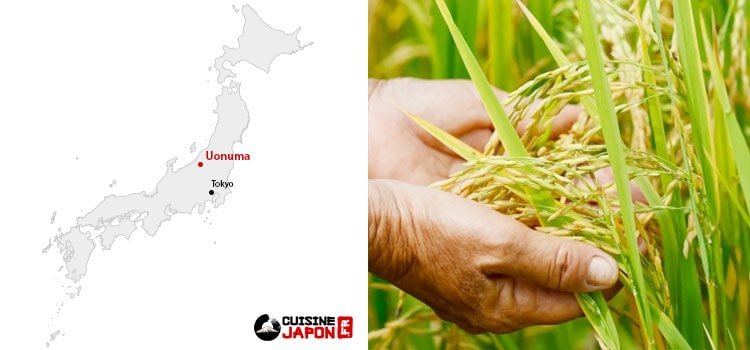 Classification des riz japonais