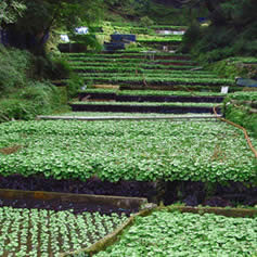 culture du wasabi en montagne