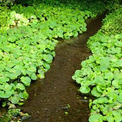 le wasabi à l'état naturel