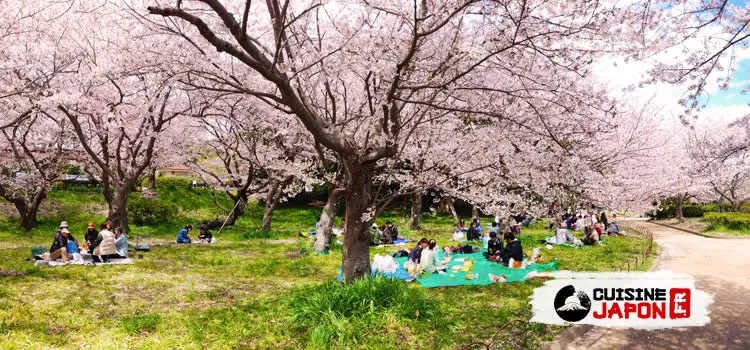 hanami contemplation cerisiers