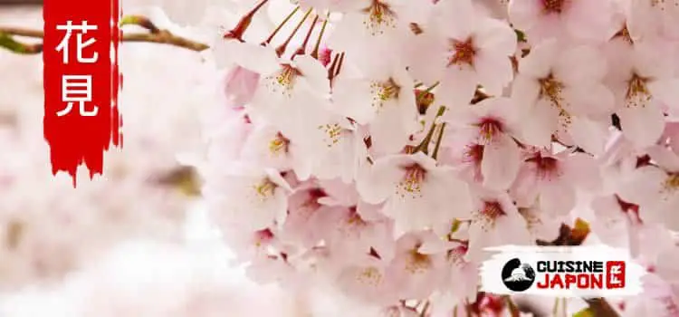 hanami fete cerisier fleur sakura