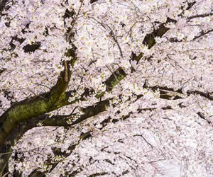 hanami fete fleur cerisier sakura