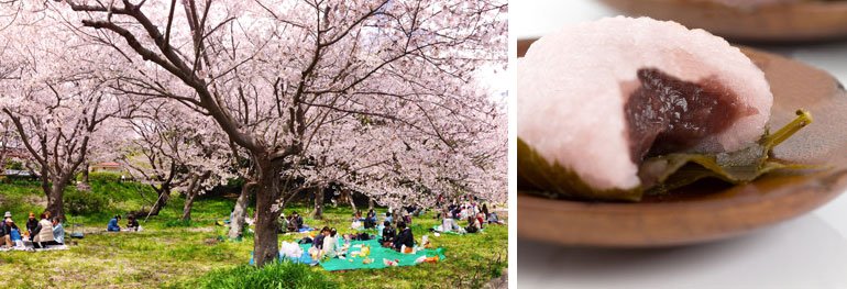 hanami sakura mochi