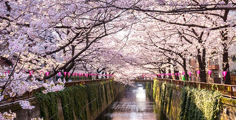 hanami cerisier fleur