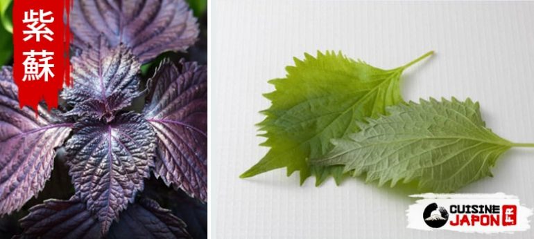 shiso