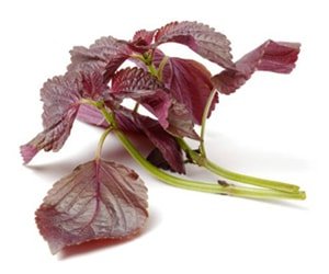 shiso rouge pourpre